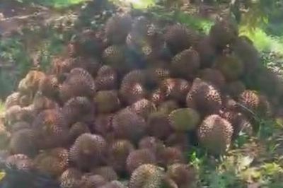Mẫu thuẫn cháu phun thuốc diệt cỏ gây thiệt hại vườn sầu riêng chú ruột