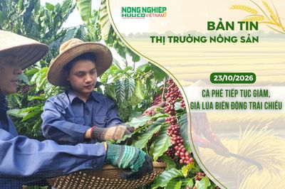 Thị trường nông sản 23/10/2026: Cà phê tiếp tục giảm, giá lúa biến động trái chiều