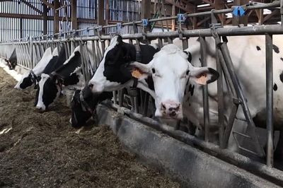 WHO điều tra ca nhiễm virus Shamonda đầu tiên ở người tại Pháp