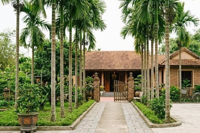 Loài cây hấp thụ độc tố và bụi bẩn lại mang ý nghĩa bình an trong cuộc sống