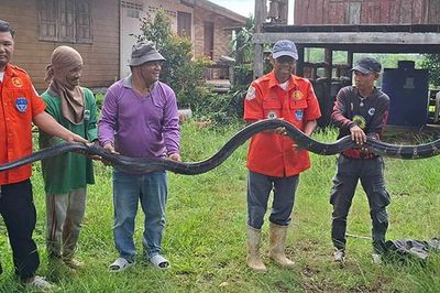 Bắt sống rắn hổ mang chúa khổng lồ nặng 20kg bò vào nhà dân