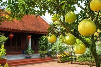 Vị trí trồng cây bưởi mang lại may mắn và những lưu ý khi trồng cây bưởi trước nhà