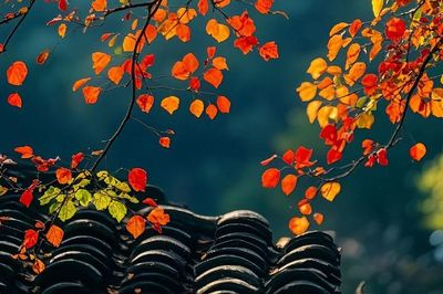 Ngày sinh Âm lịch của người có phúc phần, càng trưởng thành càng dễ gặp may mắn