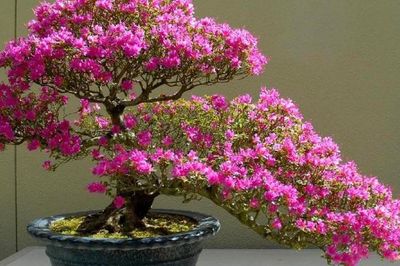Cách xử lý hoa giấy ra hoa đúng dịp Tết 2027