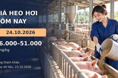 Giá heo hơi hôm nay 24.10.2026: Theo dõi cung cầu sau đợt giảm