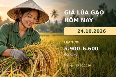 Giá lúa gạo hôm nay 24.10.2026: Sức mua còn dè dặt