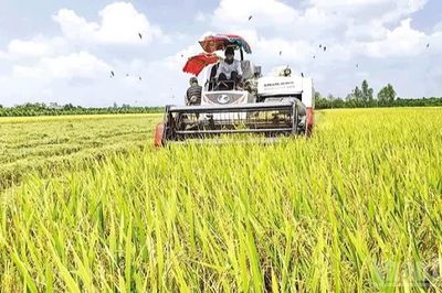Cần Thơ: Nâng cao chất lượng để nông sản vươn xa