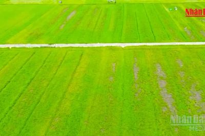 [Video] Nâng giá trị cây rau má từ vùng nguyên liệu địa phương