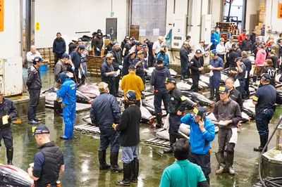 Gia Lai học kinh nghiệm Nhật Bản để nâng giá trị cá ngừ đại dương