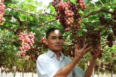 Gia Lai: Đầu tư tiền tỷ trồng nho trên đất cằn, lão nông U60 mở lối nông nghiệp kết hợp du lịch