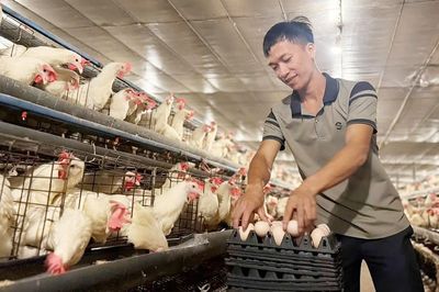 Bỏ nghề viễn thông, vợ chồng 9X nuôi gần 40.000 con gà, lãi 1 tỷ đồng/năm
