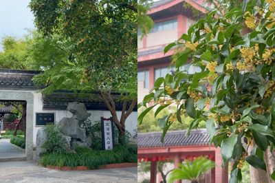 Hai cây quế 'hồi sinh' sau trận hỏa hoạn 250 năm trước, hút khách đến xem