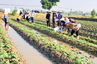 Vùng chuyên canh nông nghiệp lớn nhất Quảng Ninh vào vụ đông
