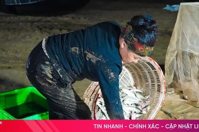 Ngư dân xã Thạch Lạc trúng đậm cá trích