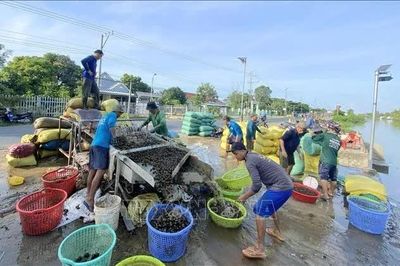 Nhộn nhịp 'xóm ốc' nước nổi