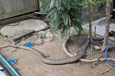 Sởn da gà khi thấy hổ mang chúa dài 4m nuốt chửng trăn