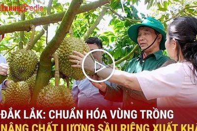 Đắk Lắk chuẩn hóa vùng trồng, nâng chất lượng sầu riêng xuất khẩu
