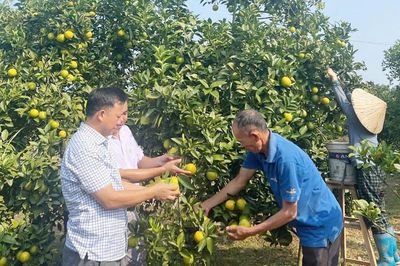 Bắc Ninh: Đổi mới xúc tiến tiêu thụ trái cây chủ lực