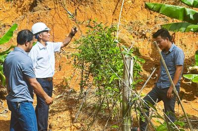 Định mức mới cho vùng dược liệu
