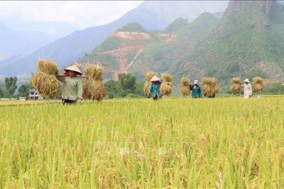 SÁNG TÁC VĂN HỌC Nhớ mùa lúa chín