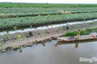 Xã Tân Phước 3: Rà soát tình trạng trồng mới cây trong vùng quy hoạch khu công nghiệp