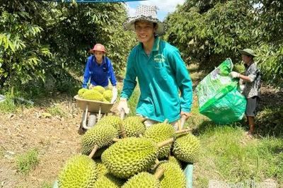 Đồng Tháp: Sầu riêng đầu vụ nghịch mùa được giá