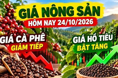 Giá nông sản hôm nay 24/10: Cà phê giảm tiếp, hồ tiêu bật tăng