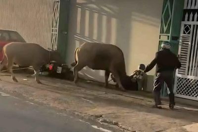 Trâu mới mua bất ngờ hung dữ, húc 6 người bị thương ở Lâm Đồng