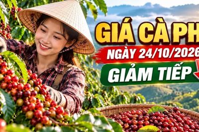 Giá cà phê hôm nay 24/10: Trong nước và thế giới cùng giảm