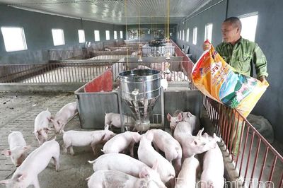 Giá lợn hơi giảm sâu, người chăn nuôi lo ngại tái đàn