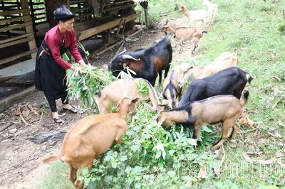 Sức bật Yên Lãng