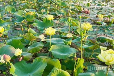 Đưa hoa sen thành sản phẩm công nghệ cao