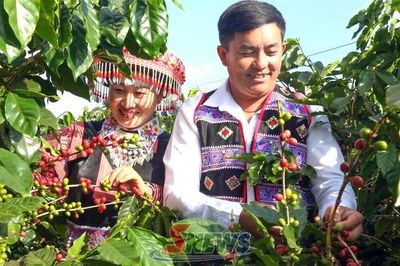 Mùa cà phê ở Púng Bánh