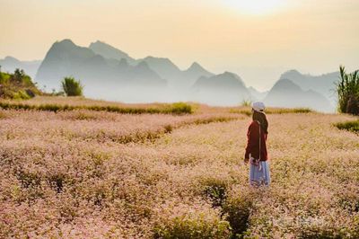 Lũng Cú rộn ràng mùa Lễ hội hoa Tam giác mạch
