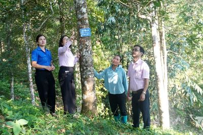 Tạo giá trị gia tăng cho cây hồi từ chế biến, tiêu thụ