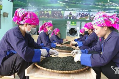 Khi những vùng chè trở thành điểm đến du lịch
