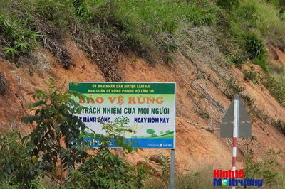 Lâm Đồng tăng tốc phát triển vốn rừng và chủ động kiểm soát vi phạm từ cơ sở