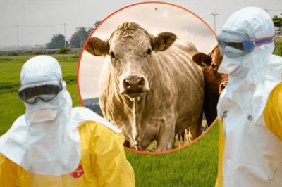 Virus ở gia súc lần đầu được phát hiện ở người tại Pháp: Nguy cơ lây lan ra cộng đồng ra sao?