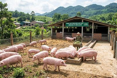 Ngành chăn nuôi đối đầu với bài toán hạ giá thành sản xuất để ổn định đầu ra