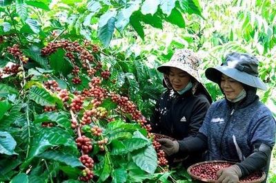 Cà phê Gia Lai (FGL) thoát lỗ quý 3 nhờ khoản thu nợ nghìn trọng, lũy kế 9 tháng vẫn âm nặng