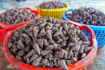 Tăng thu nhập từ nghề bắt ốc len