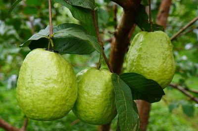 Tưởng là loại quả bình dân, hóa ra chứa lượng vitamin C gấp hơn 4 lần cam, chợ Việt bán chỉ từ 20.000 đồng/kg