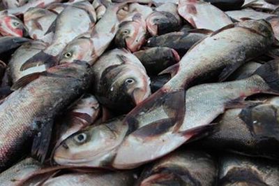 Loại cá nhiều người ngại ăn vì mùi tanh nhưng lại cung cấp lượng Omega-3 đáng chú ý