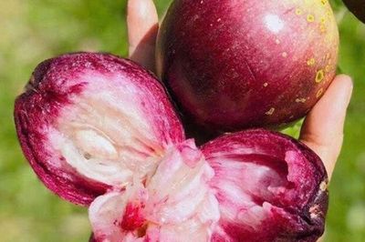 Được ví như 'nữ hoàng' trái cây miền Tây, loại quả đặc sản Đồng Tháp này khiến nhiều người nhớ mãi