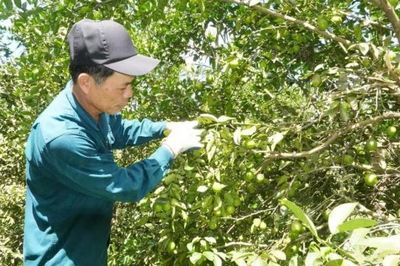 Đà Nẵng: Sơn Cẩm Hà khơi thông nguồn lực, tạo đà phát triển kinh tế