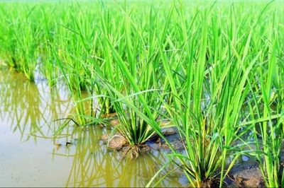 Sửa Luật Đất đai: Bảo đảm quyền lợi người dân, chú trọng sinh kế sau thu hồi đất