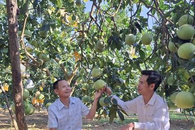 Ông Lập ghép cây, nâng giá trị bưởi OCOP ở Yên Bài