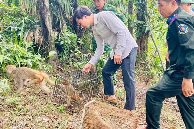 Thả nhiều cá thể động vật hoang dã quý hiếm về rừng