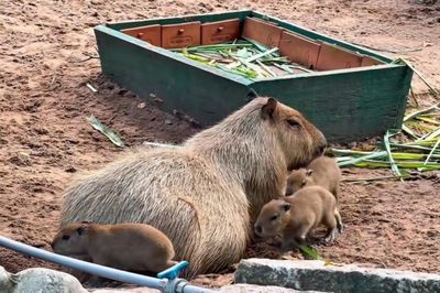 Thảo Cầm Viên chào đón 3 capybara 'Anh Yêu Em'