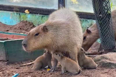3 capybara con đầu tiên chào đời tại Thảo Cầm Viên